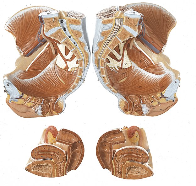 Female Pelvis MS 8 1 Anatomy Models SOMSO