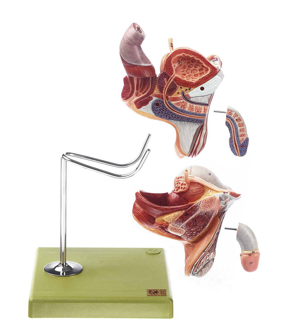 Male Genital Organs MS 3 1 Anatomy Models SOMSO 