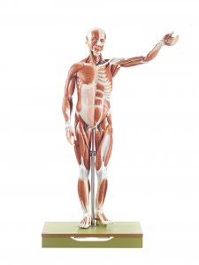 Anatomy models | SOMSO®