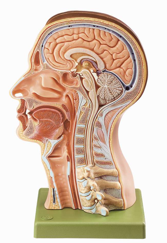 Model of the Head (BS 17) · Anatomy models | SOMSO®