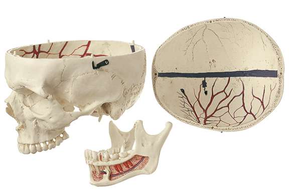 Artificial Human Skull Qs 2 · Anatomy Models Somso®