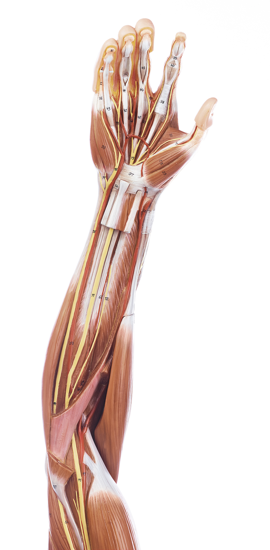 SOMSO Cervical Vertebral Column with Shoulder Girdle –