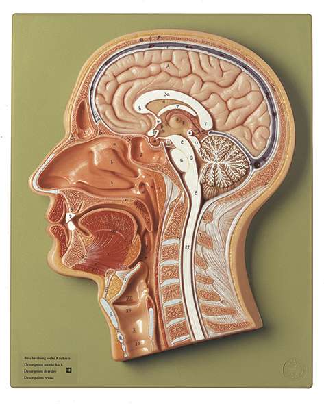 Anatomy models | SOMSO®