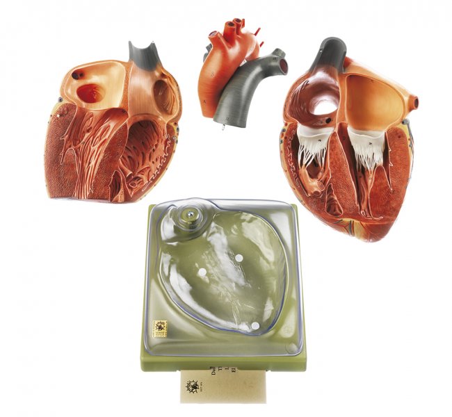 Heart (HS 1) · Anatomy models | SOMSO®