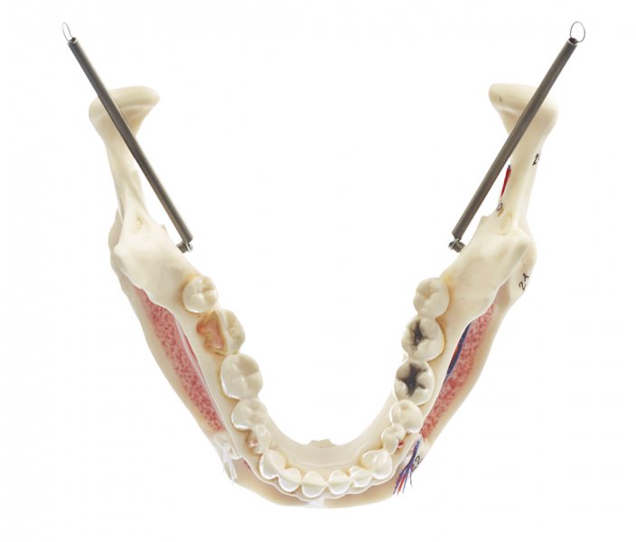 Artificial Human Skull Qs 2 1 · Anatomy Models Somso®