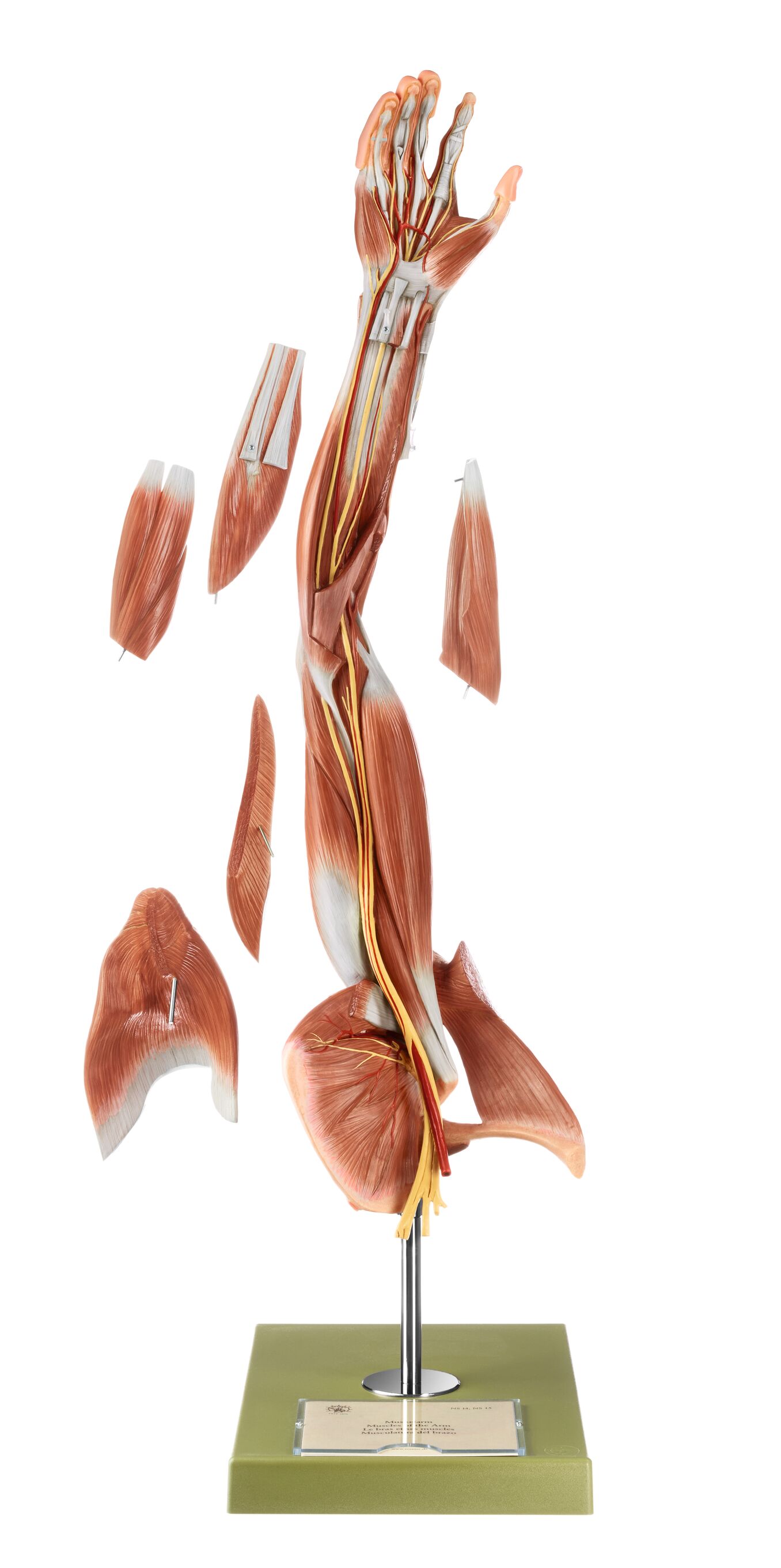 SOMSO Muscles of the Arm with Shoulder Girdle