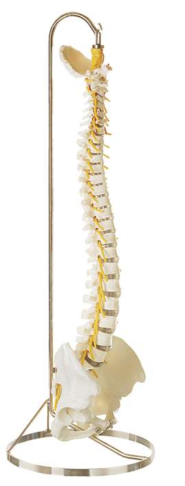 Vertebral Column with Pelvis (QS 21/3) · Anatomy models | SOMSO®