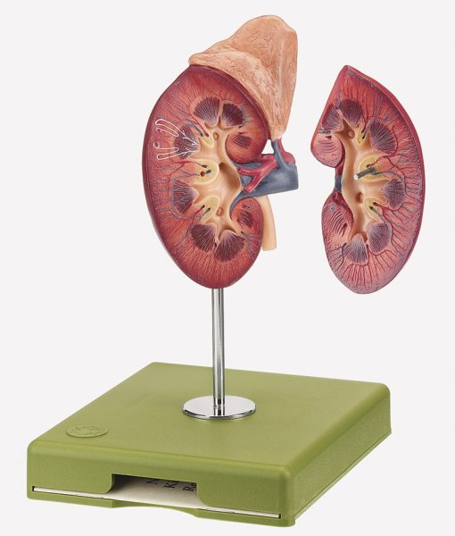 Right Kidney and Adrenal Gland (LS 1) · Anatomy models | SOMSO®